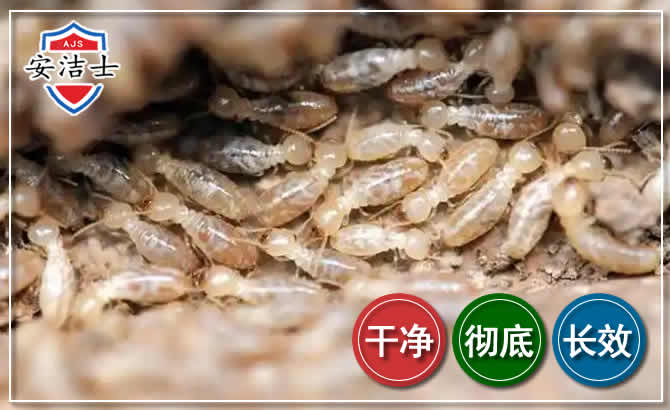 秀英区白蚁防治