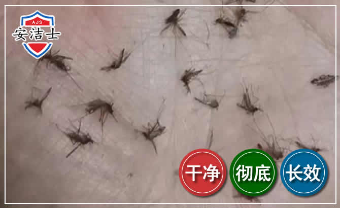 秀英区蚊子防治-灭蚊