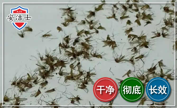 秀英区苍蝇防治-灭蝇