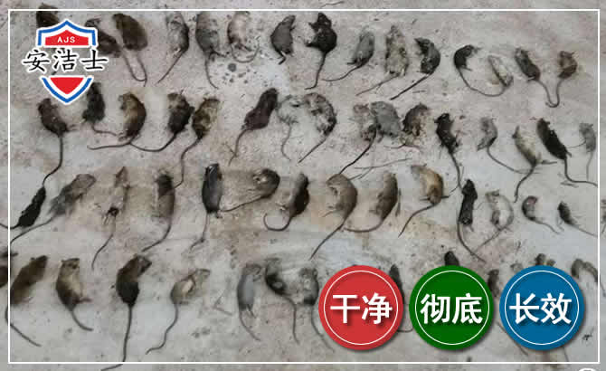秀英区鼠害防治-灭鼠