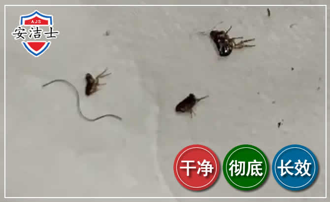 秀英区跳蚤防治-灭跳蚤