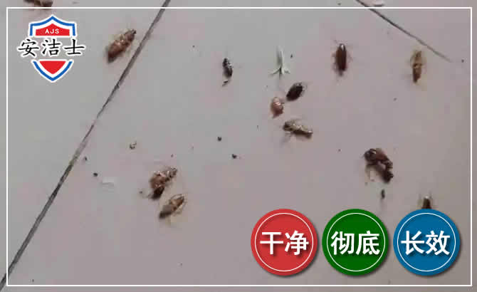 秀英区蟑螂防治-灭蟑螂