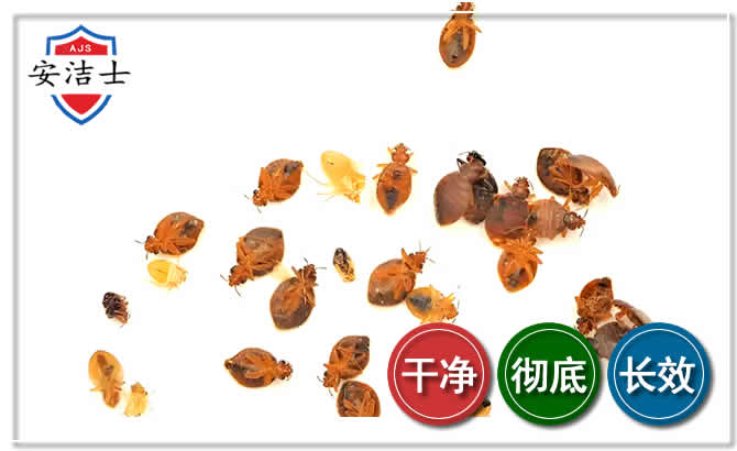 秀英区臭虫防治-消灭臭虫